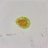 cepa haematococcus