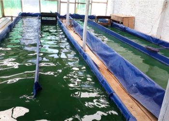  Proyecto en Cultivo de Spirulina en Iquitos