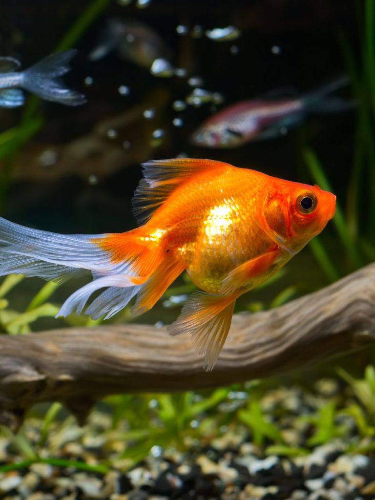 spirulina fresca y congelada en peces